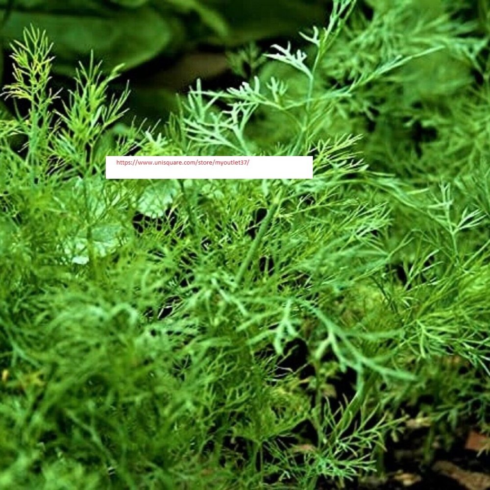 Bouquet Organic Dill Seed - NON-GMO - Herb Seeds - BOGO